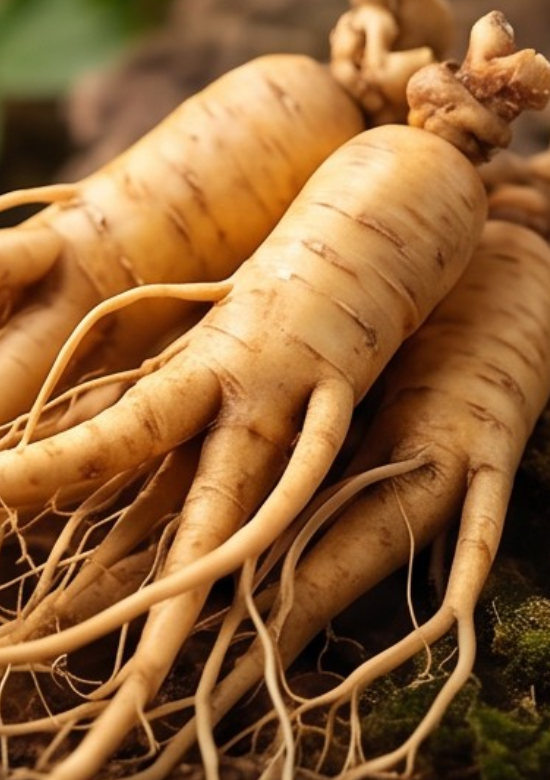 Panax-Ginseng-Wurzel